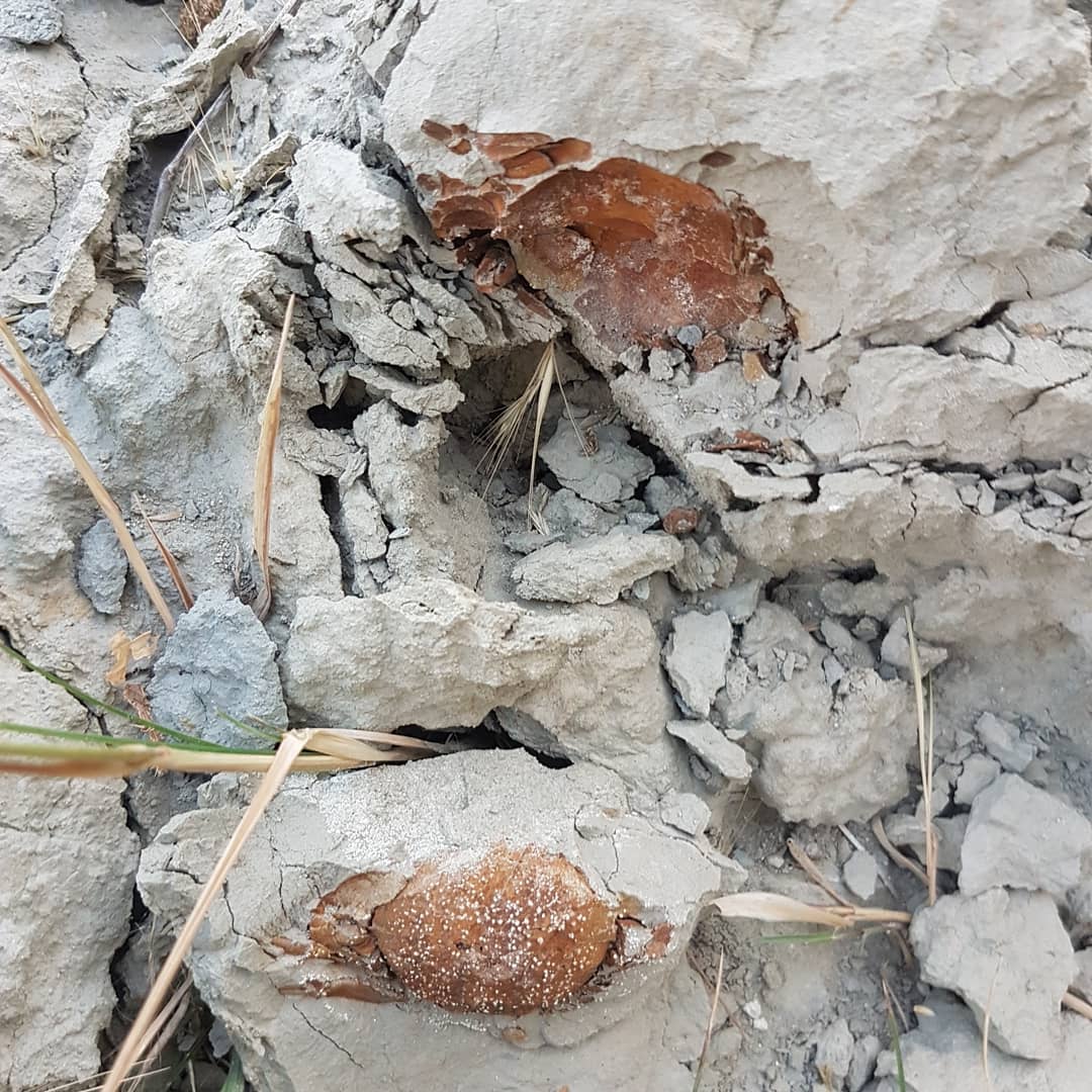 I came across this little fossil crab on walking back to my car in the dusk, in amongst the grass. Not even in a concretion!

Not sure it is a small Tumidocarcinus or some other species. It's very fragile!

        