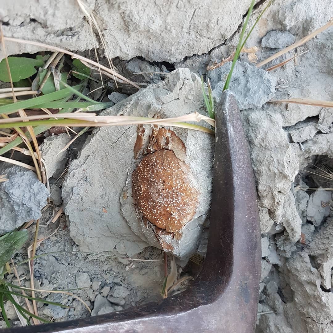 I came across this little fossil crab on walking back to my car in the dusk, in amongst the grass. Not even in a concretion!

Not sure it is a small Tumidocarcinus or some other species. It's very fragile!

        