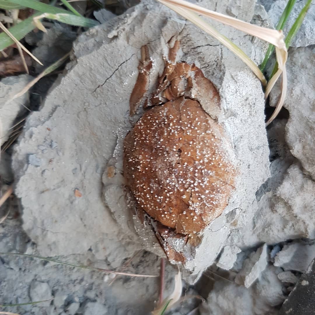 I came across this little fossil crab on walking back to my car in the dusk, in amongst the grass. Not even in a concretion!

Not sure it is a small Tumidocarcinus or some other species. It's very fragile!

        