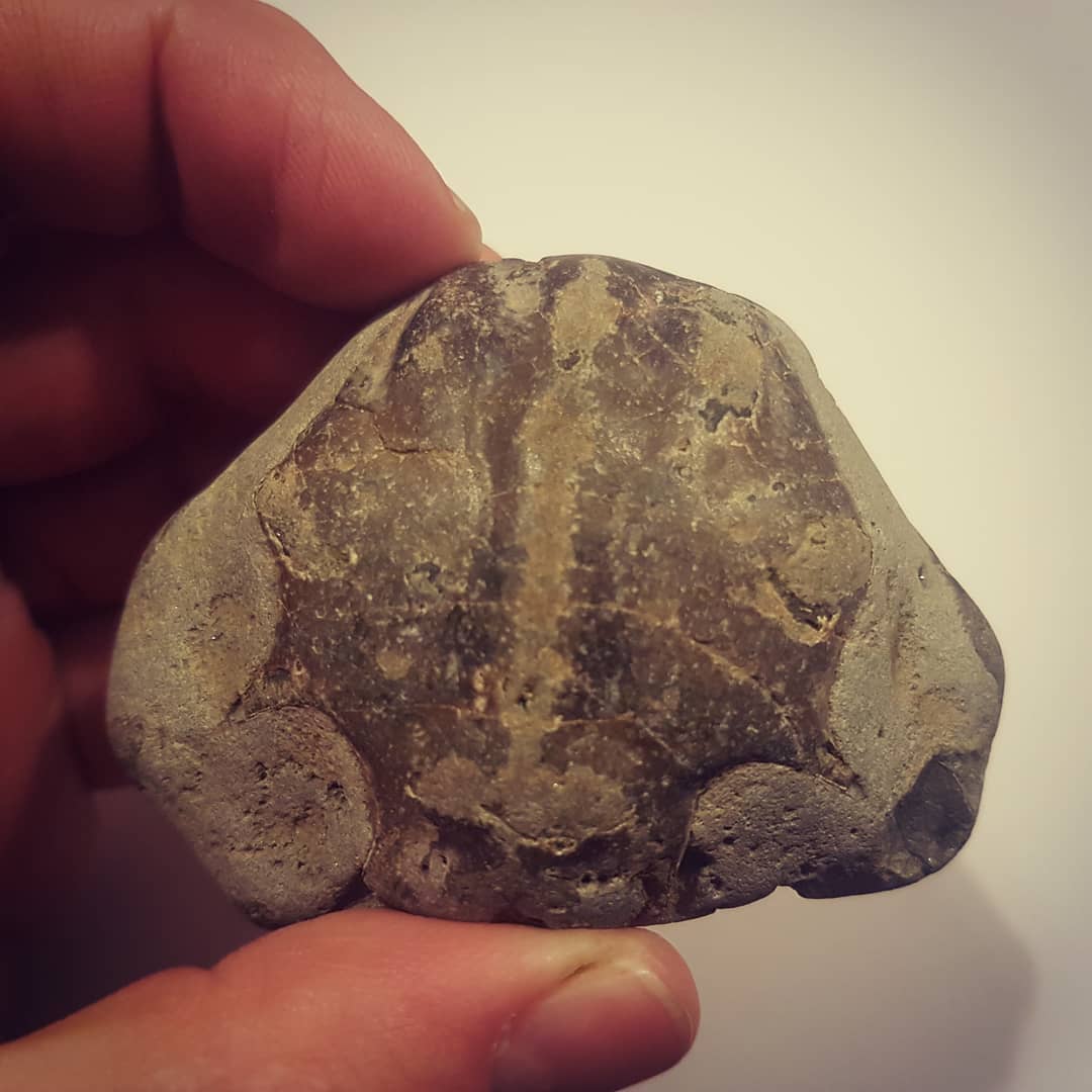 A new crab species for my collection! A Miocene era crab from near Motunau.

Identified by the friendly people at the Canterbury museum as a Actinotocarcinus maclauchlani. Apparently it's quite rare 😁

        