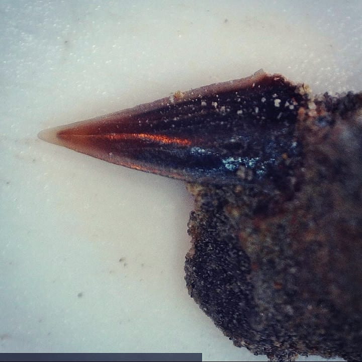 New video up! Day 1 of Craig (DrCraigWoodward on Twitter) and my overnight fossil hunt. Found so many great fossils including these shark teeth (swipe to see them) which might be from Dalatias 😁

We had some heavy smoke coverage from Australia on that day and you can really see the strange hue it gave the footage and photos.

           