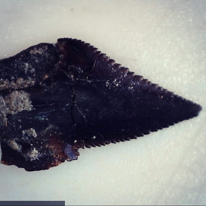 New video up! Day 1 of Craig (DrCraigWoodward on Twitter) and my overnight fossil hunt. Found so many great fossils including these shark teeth (swipe to see them) which might be from Dalatias 😁

We had some heavy smoke coverage from Australia on that day and you can really see the strange hue it gave the footage and photos.

           