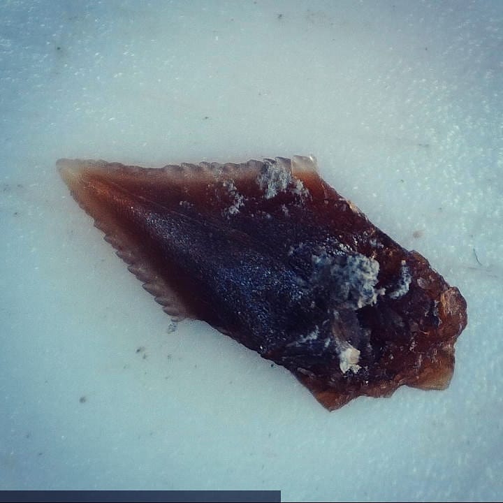 New video up! Day 1 of Craig (DrCraigWoodward on Twitter) and my overnight fossil hunt. Found so many great fossils including these shark teeth (swipe to see them) which might be from Dalatias 😁

We had some heavy smoke coverage from Australia on that day and you can really see the strange hue it gave the footage and photos.

           