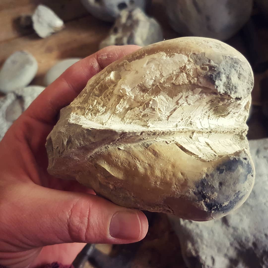 Have a look at the size of this bivalve I found! From a Miocene era deposit in New Zealand. The video of the hunt is out now, link in my bio. Swipe for a photo of the crab I found as well.

           