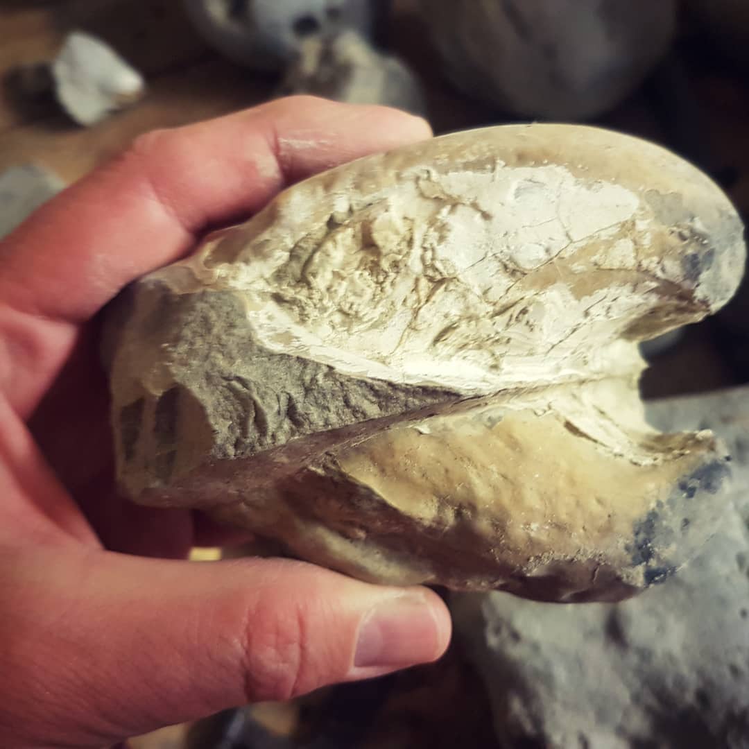 Have a look at the size of this bivalve I found! From a Miocene era deposit in New Zealand. The video of the hunt is out now, link in my bio. Swipe for a photo of the crab I found as well.

           