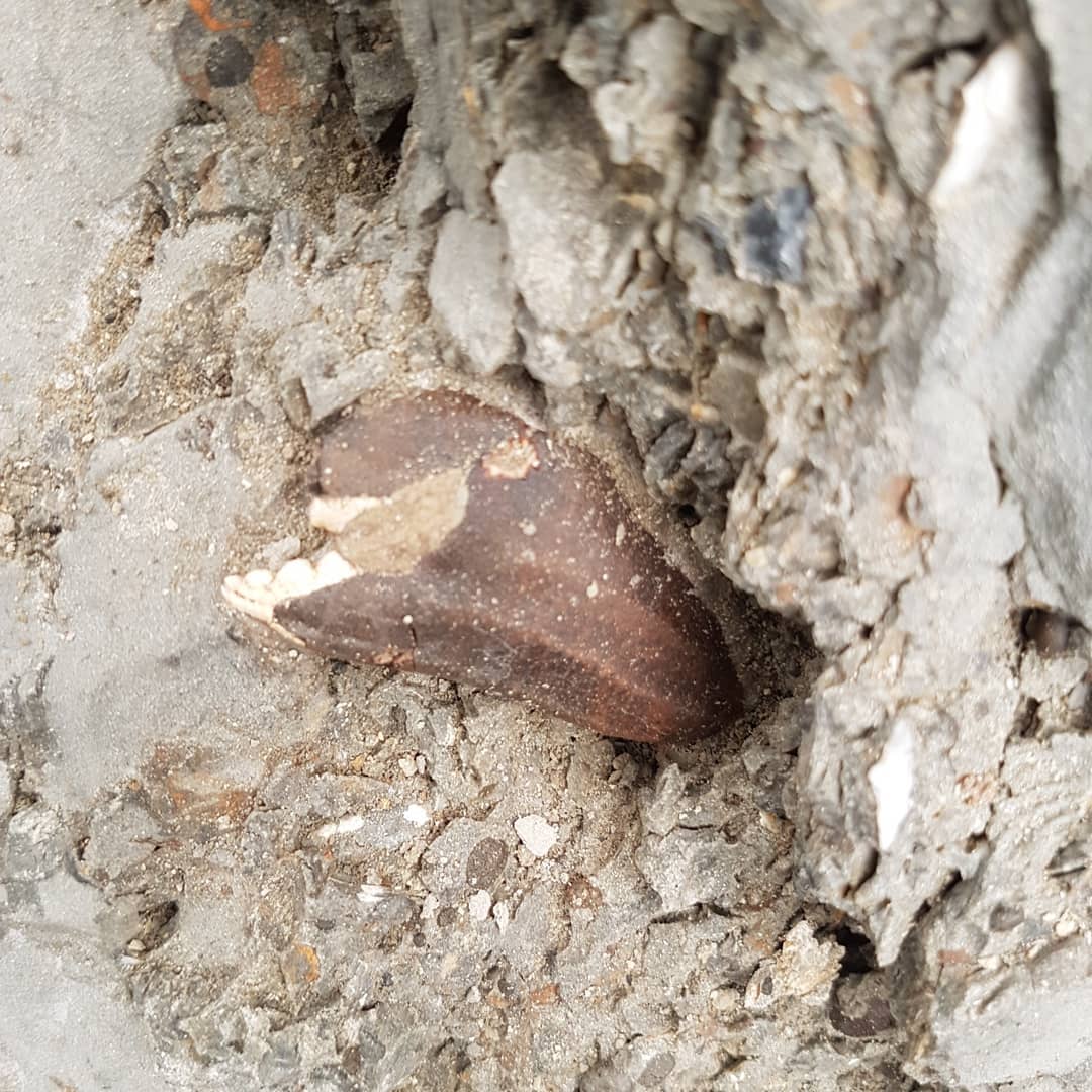 I just got back from an incredible 30km, overnight fossil hunt. We found some amazing fossils and had a great time exploring the coast.

It was great seeing the covers that people don't normally get to. Fossil finds included: crabs, dolphin skull with earbones, shark teeth (tiny though!), whale ear bones, articulated whale vertebrae, gastropods and an amazing fossil penguin found by Craig!

We even rescued a sheep stuck between two rocks 😁

Swipe for more pics.

                