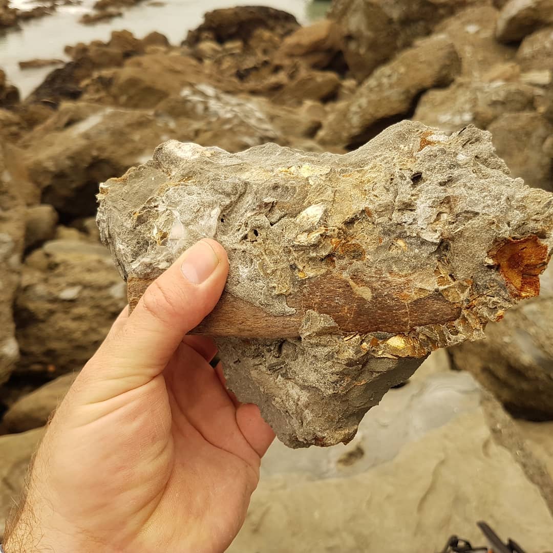 I just got back from an incredible 30km, overnight fossil hunt. We found some amazing fossils and had a great time exploring the coast.

It was great seeing the covers that people don't normally get to. Fossil finds included: crabs, dolphin skull with earbones, shark teeth (tiny though!), whale ear bones, articulated whale vertebrae, gastropods and an amazing fossil penguin found by Craig!

We even rescued a sheep stuck between two rocks 😁

Swipe for more pics.

                