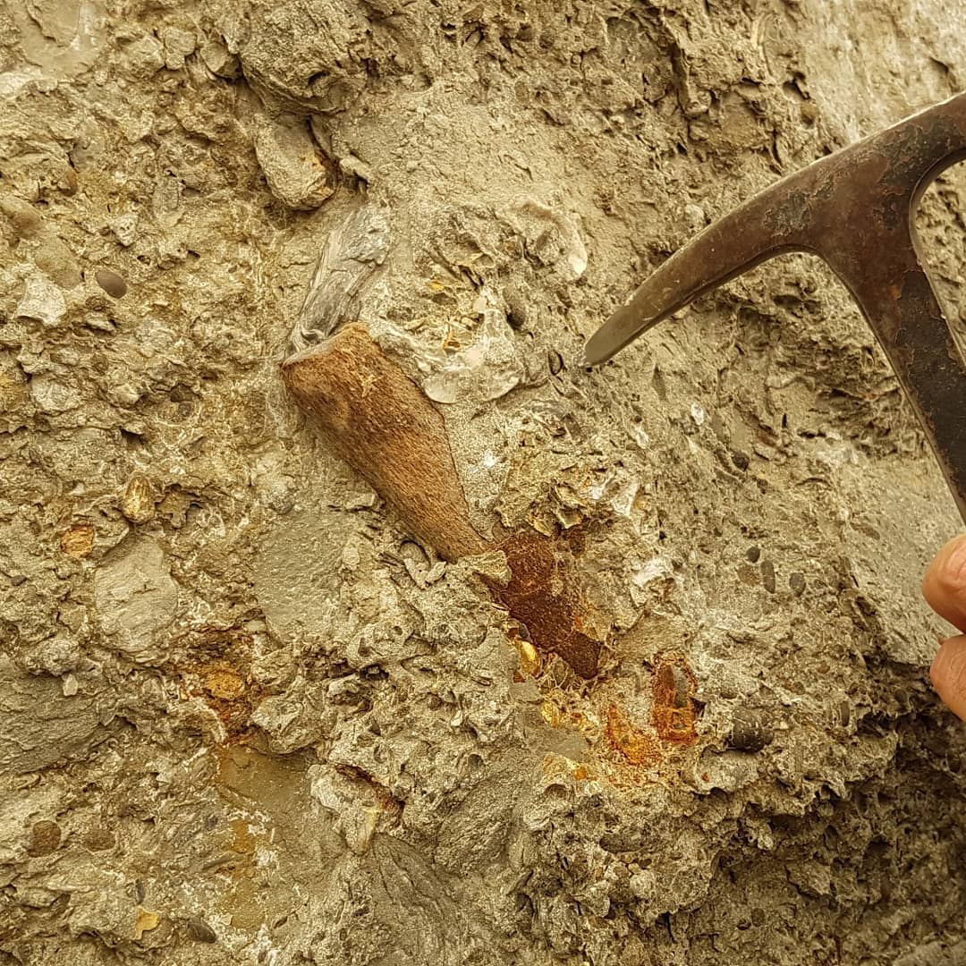 I just got back from an incredible 30km, overnight fossil hunt. We found some amazing fossils and had a great time exploring the coast.

It was great seeing the covers that people don't normally get to. Fossil finds included: crabs, dolphin skull with earbones, shark teeth (tiny though!), whale ear bones, articulated whale vertebrae, gastropods and an amazing fossil penguin found by Craig!

We even rescued a sheep stuck between two rocks 😁

Swipe for more pics.

                