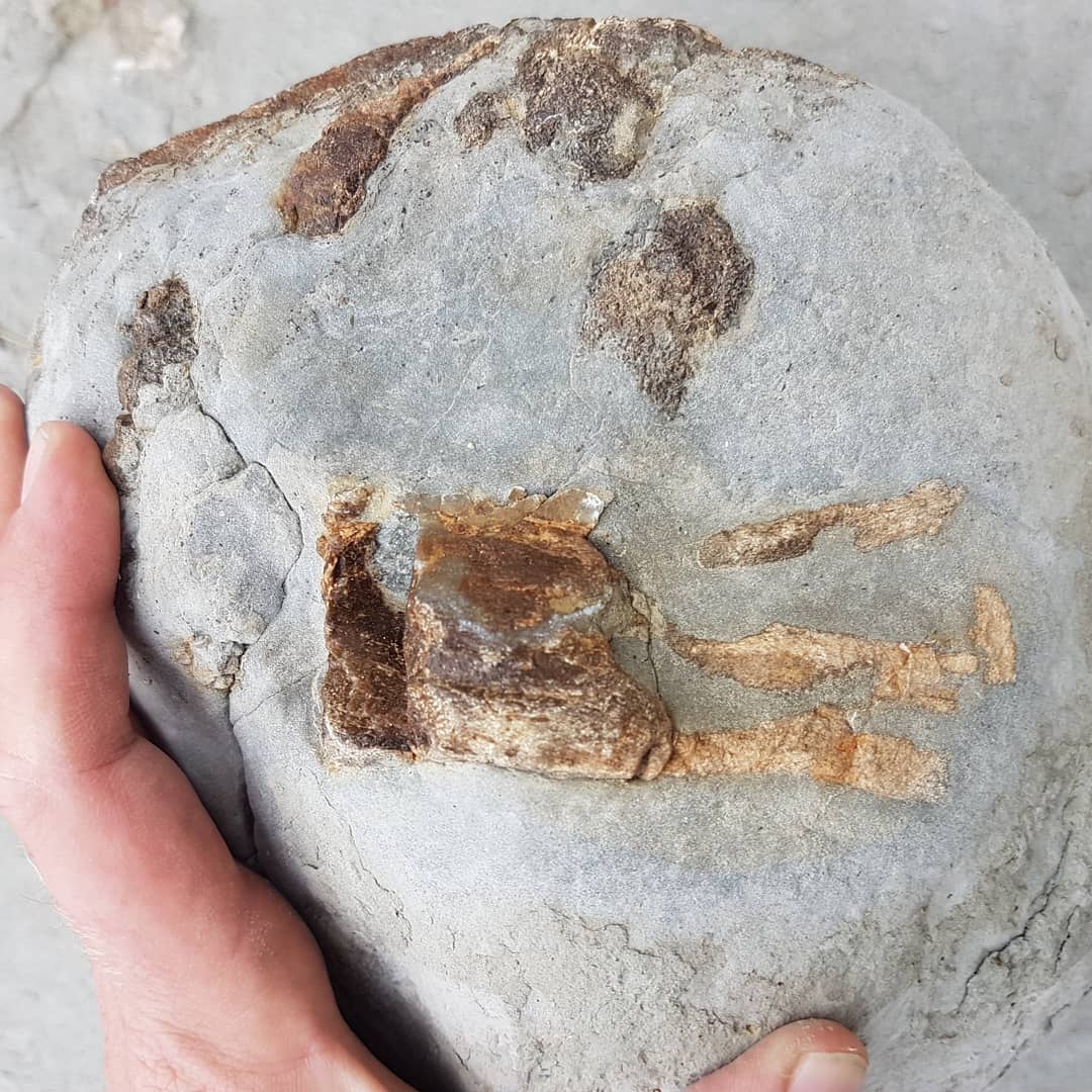 I just got back from an incredible 30km, overnight fossil hunt. We found some amazing fossils and had a great time exploring the coast.

It was great seeing the covers that people don't normally get to. Fossil finds included: crabs, dolphin skull with earbones, shark teeth (tiny though!), whale ear bones, articulated whale vertebrae, gastropods and an amazing fossil penguin found by Craig!

We even rescued a sheep stuck between two rocks 😁

Swipe for more pics.

                