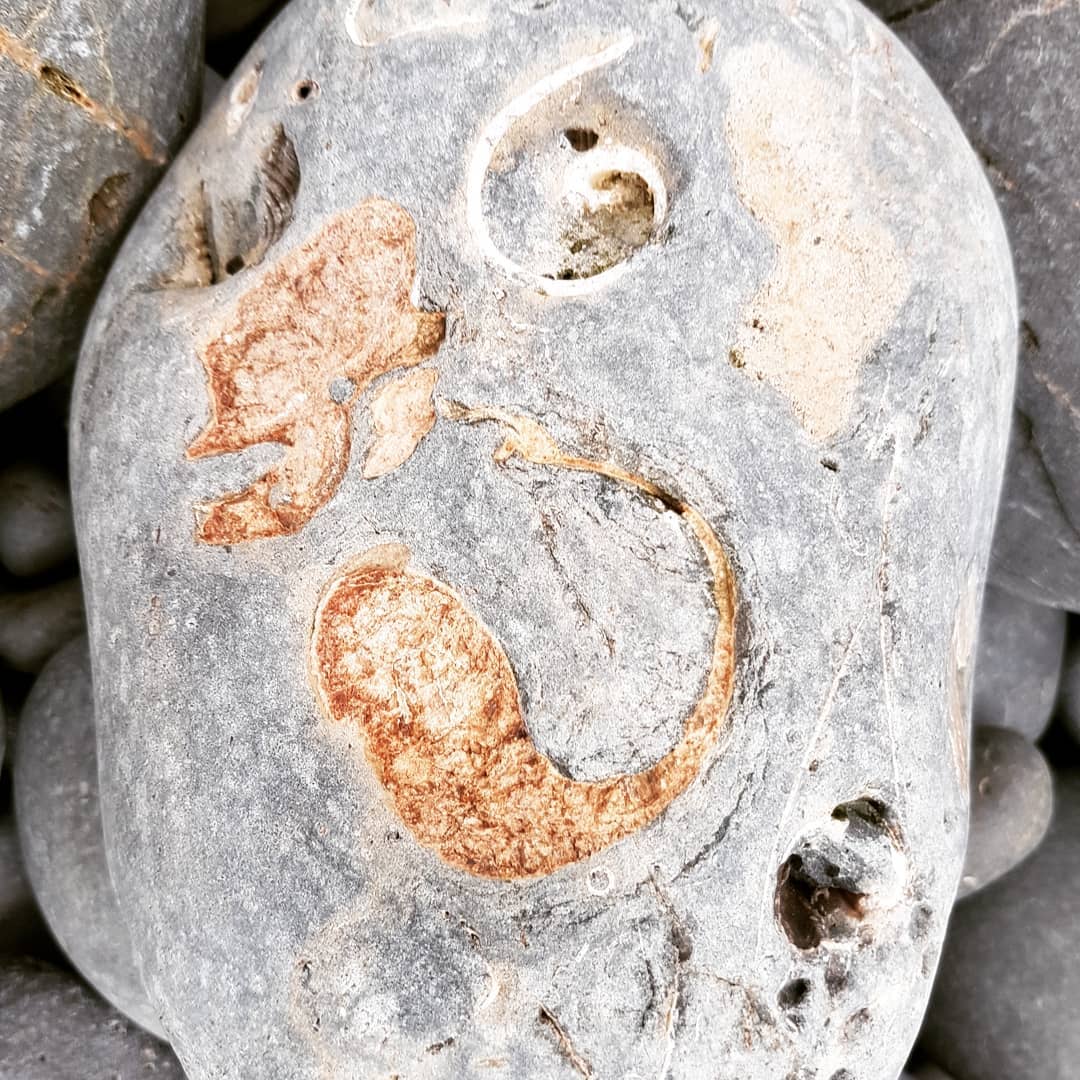 My first whale ear bone!! After dozens of pieces of whale bone I finally found a whale ear bone, still in the concretion.

My heart skipped a beat when I flipped it over and saw these 😁

Miocene era whale ear bone found about 10km into a 20km hike. Carried it with me for 2 days 😂

              