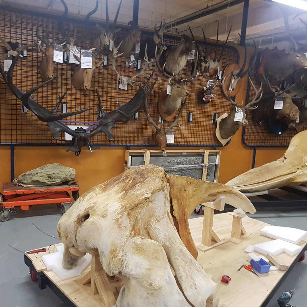 I spent a amazing morning at @te_papa and even got to see where some of my fossils now live. You might recognize the fossil whale skull on the red trolley 😀

It was so educational seeing complete dolphin and whale skulls to try better and visualize the bones I find. Usually you can only see part of the bone sticking out of a concretion so it's really hard to imagine where it fits in the animal.

         