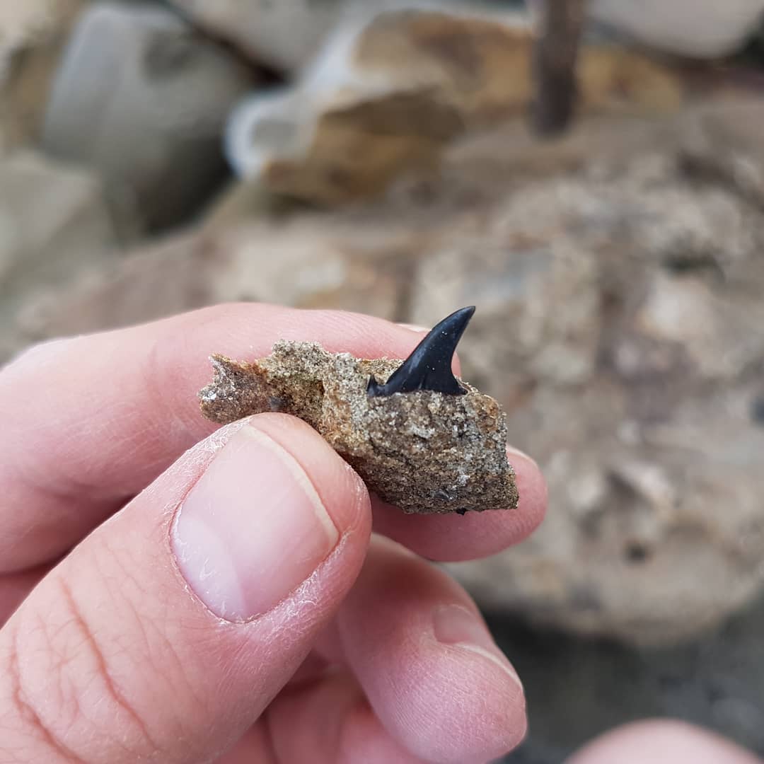 Found my first Cretaceous era shark tooth! Not sure what species it is, if anyone has any idea please comment.

I'm glad it came out with some of the matrix still attached, I also prefer to have it in the matrix when possible 😁

              