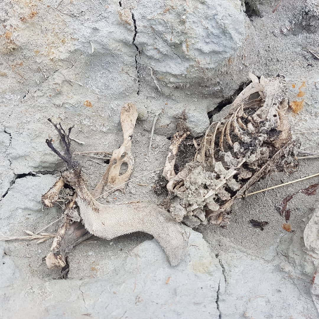 I found the skeleton of a Little Blue penguin (korora) today. Not a fossil but will be using it as reference material for any other penguin bones I find. 
Only the wing was sticking out of a mud slip, wonder if it got buried in it or whether it was in a burrow.

It was near Motunau so might be that subspecies.

@marcusparks thought you would appreciate this 🐧

        