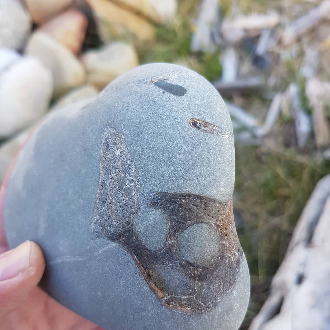 ***update*** It's a turtle skull!! Does anyone have any idea what I found today? Miocene beach deposit in North Canterbury, New Zealand. It's a small bone cluster and the bone looks like it should be quite identifiable 😁 
       