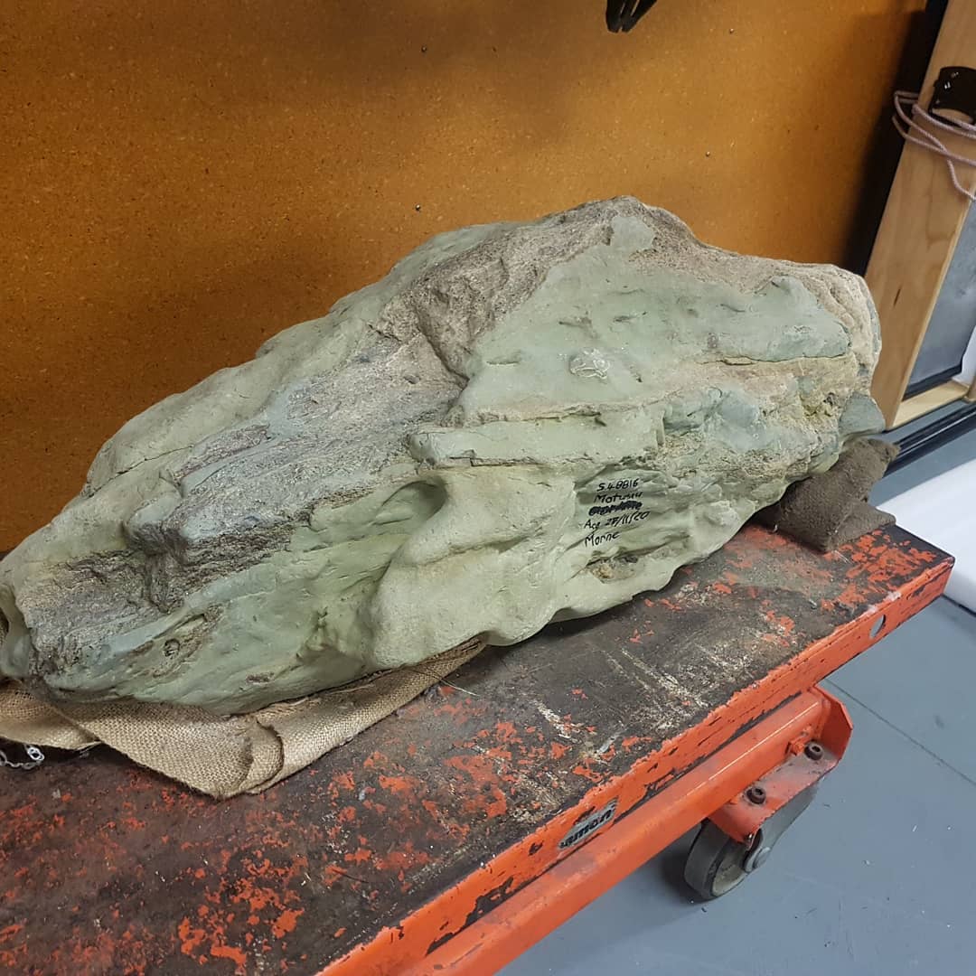 I spent a amazing morning at @te_papa and even got to see where some of my fossils now live. You might recognize the fossil whale skull on the red trolley 😀

It was so educational seeing complete dolphin and whale skulls to try better and visualize the bones I find. Usually you can only see part of the bone sticking out of a concretion so it's really hard to imagine where it fits in the animal.

         