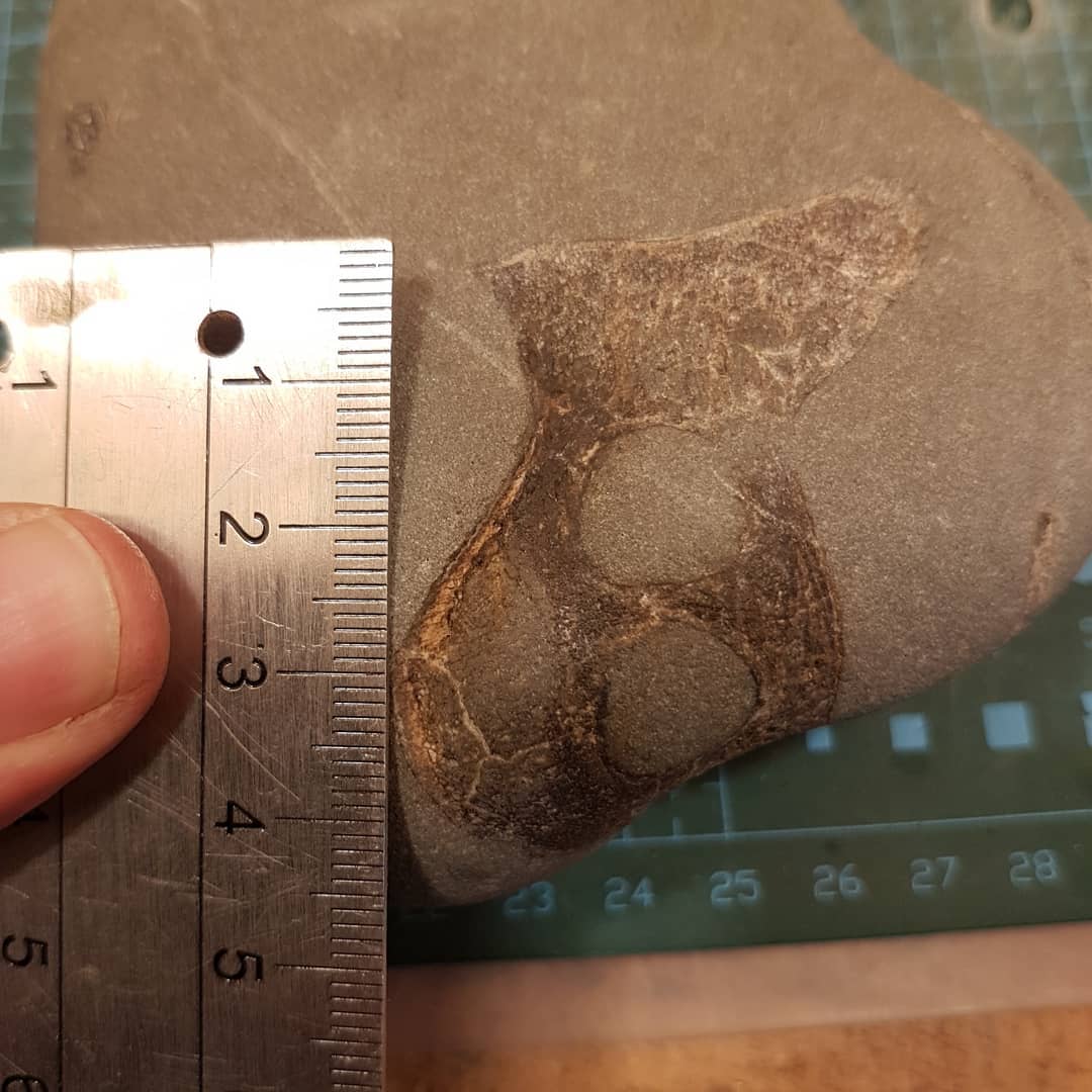 ***update*** It's a turtle skull!! Does anyone have any idea what I found today? Miocene beach deposit in North Canterbury, New Zealand. It's a small bone cluster and the bone looks like it should be quite identifiable 😁 
       