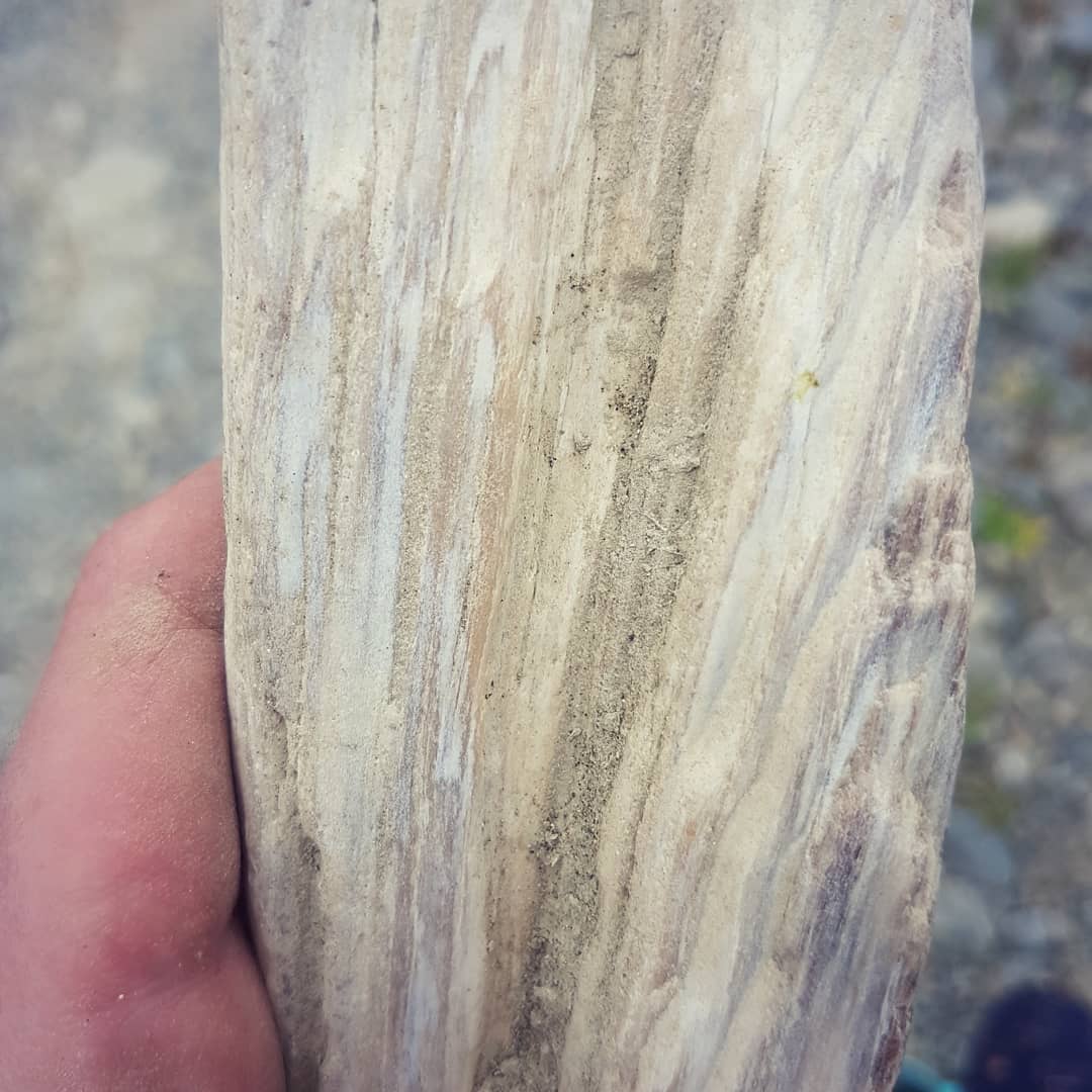 Just found my best piece of petrified wood! I honestly thought it was a piece of driftwood but gave it a kick... turned out to be petrified! 🤩

The growth rings are so well defined, the preservation is incredible!

          