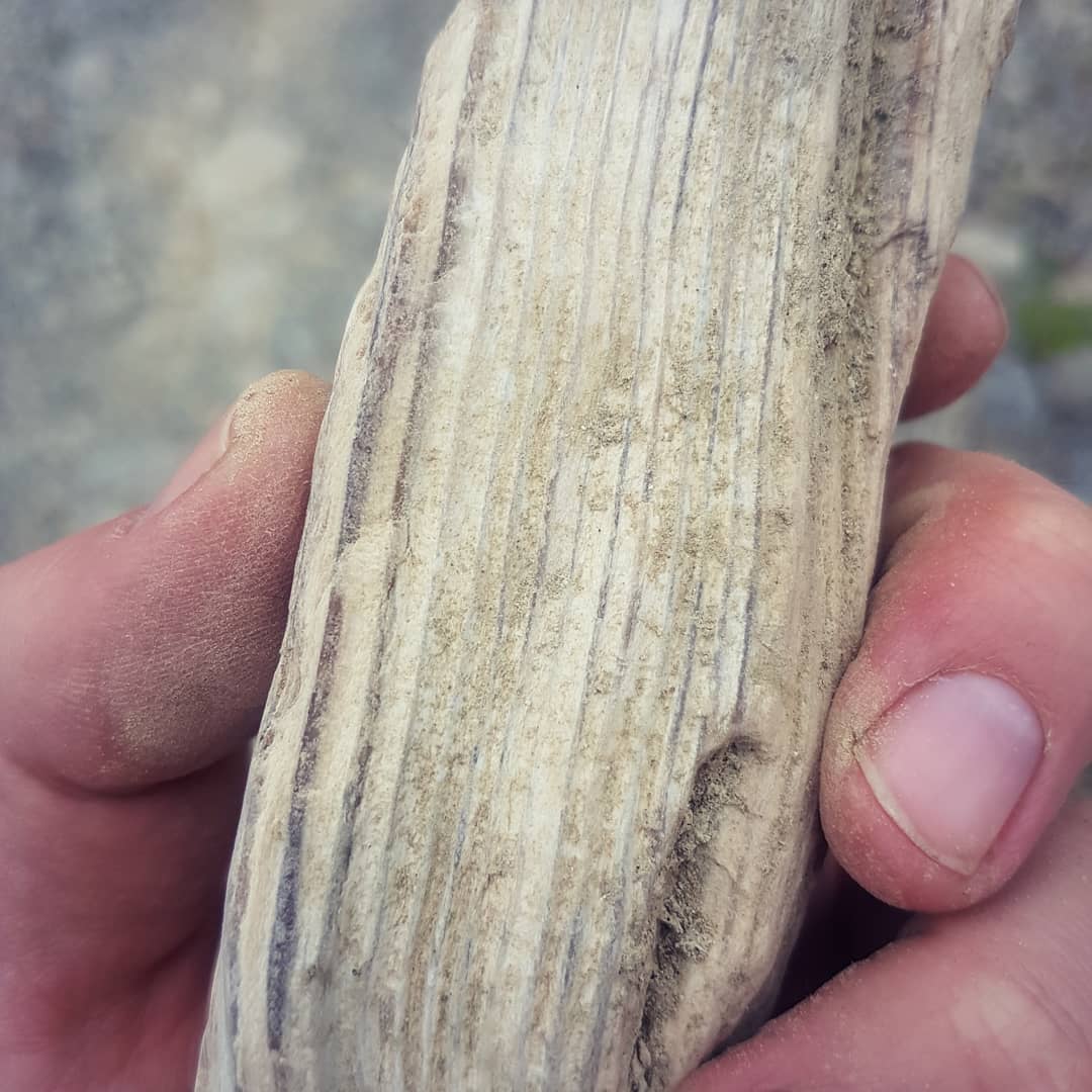 Just found my best piece of petrified wood! I honestly thought it was a piece of driftwood but gave it a kick... turned out to be petrified! 🤩

The growth rings are so well defined, the preservation is incredible!

          