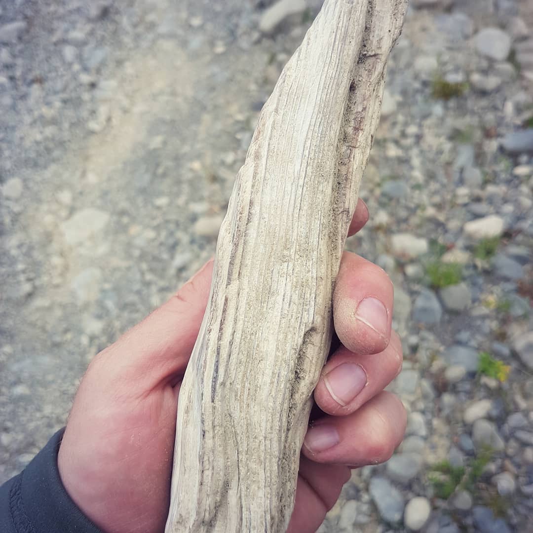 Just found my best piece of petrified wood! I honestly thought it was a piece of driftwood but gave it a kick... turned out to be petrified! 🤩

The growth rings are so well defined, the preservation is incredible!

          