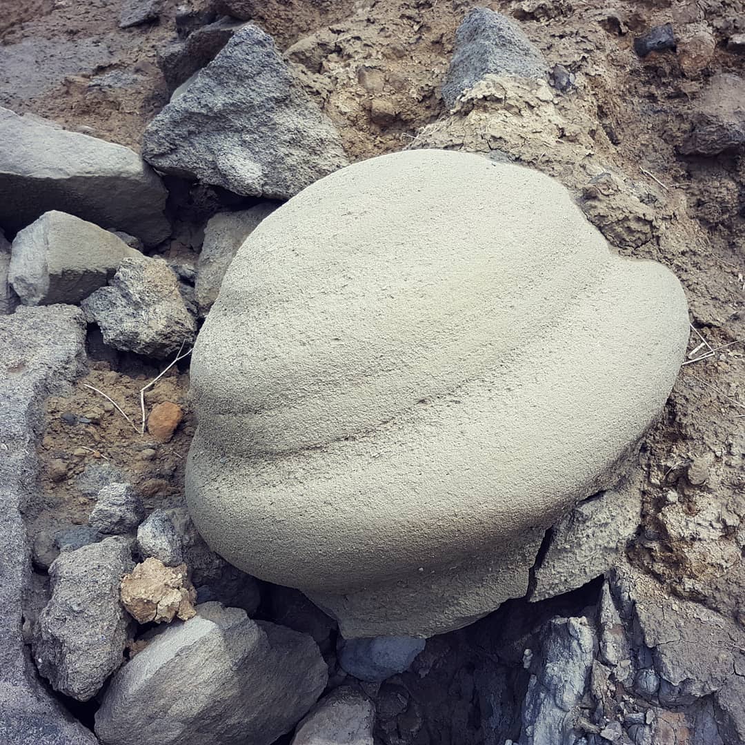 Flying saucer concretion anyone? 😁 It's such an interesting shape, you have to wonder what process shaped it. I'm not saying aliens... but it was aliens 😂

Swipe for a bonus cetacean bone in a large concretion I found today.

      