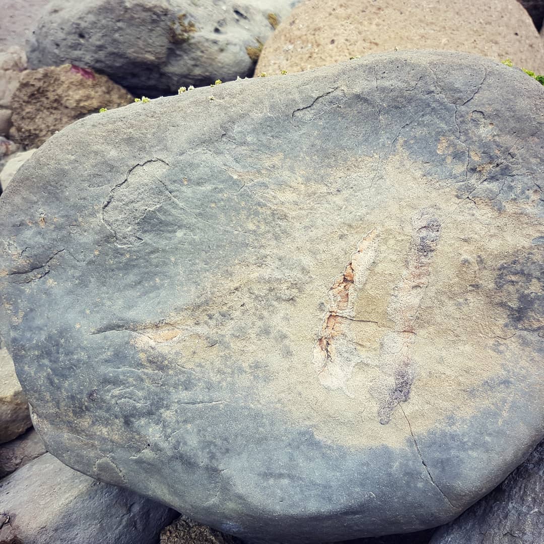 Flying saucer concretion anyone? 😁 It's such an interesting shape, you have to wonder what process shaped it. I'm not saying aliens... but it was aliens 😂

Swipe for a bonus cetacean bone in a large concretion I found today.

      