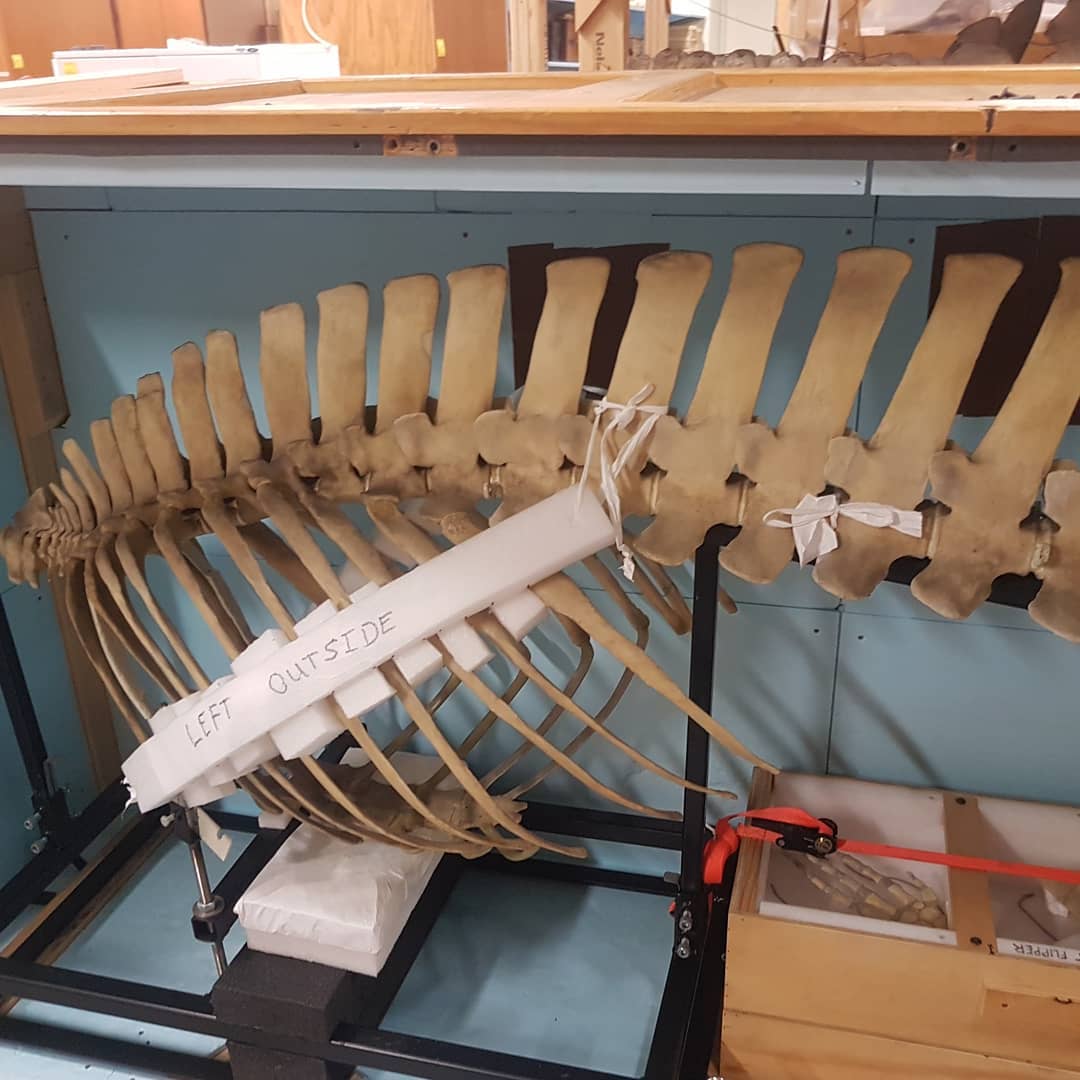 I spent a amazing morning at @te_papa and even got to see where some of my fossils now live. You might recognize the fossil whale skull on the red trolley 😀

It was so educational seeing complete dolphin and whale skulls to try better and visualize the bones I find. Usually you can only see part of the bone sticking out of a concretion so it's really hard to imagine where it fits in the animal.

         