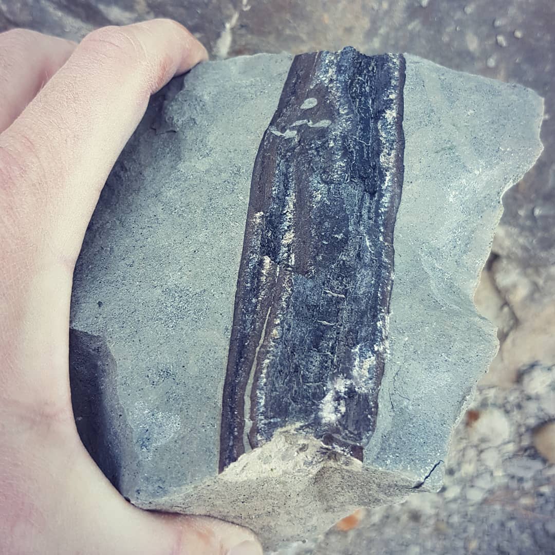 Great piece of cretaceous marine reptile bone I found this morning in the Waipara river. It's from the Conway formation.

I'm going to guess plesiosaur or mosasaur  bone.

          