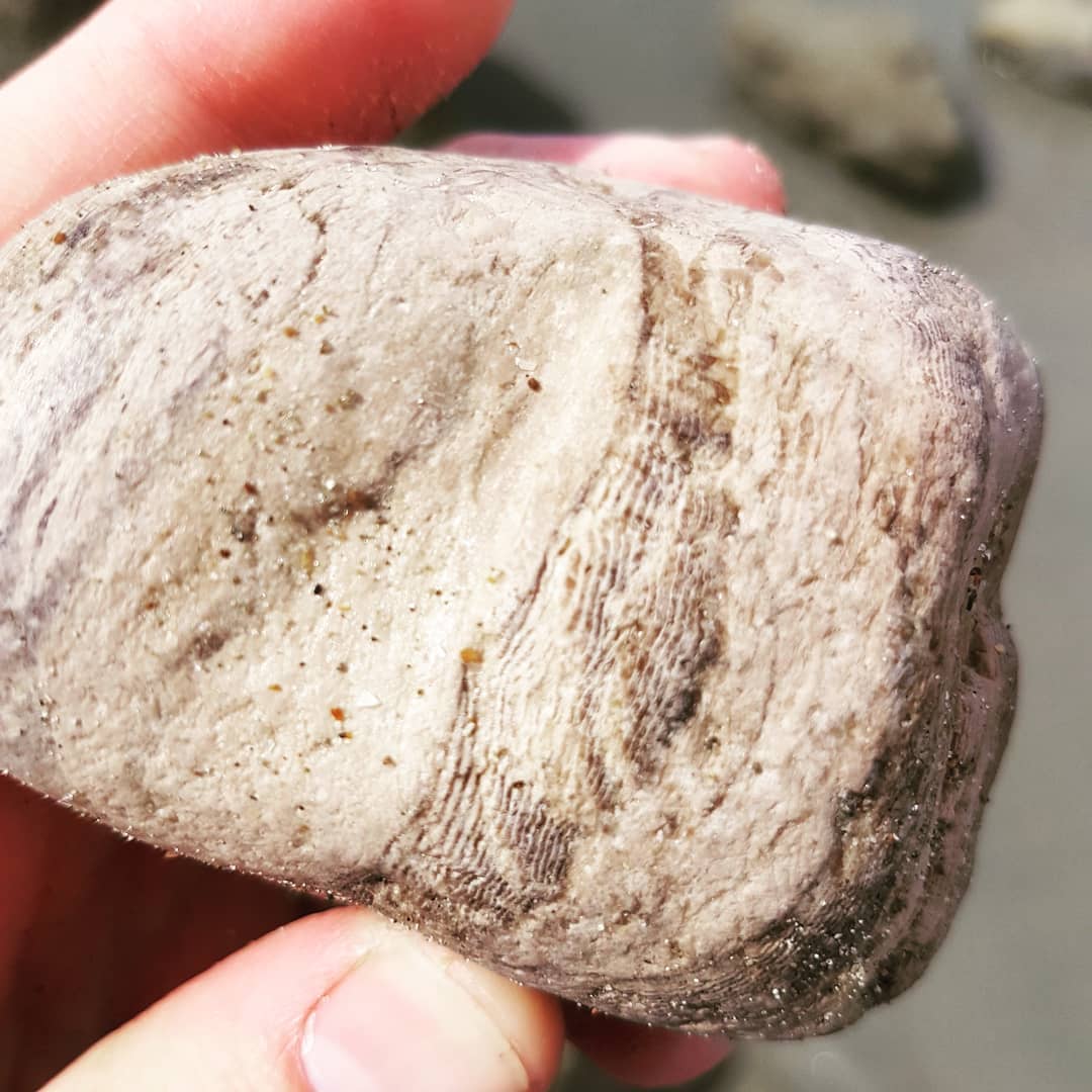 Second keeper for today at Motunua, this very pretty piece of petrified wood. The detail in the growth rings are amazing!

           