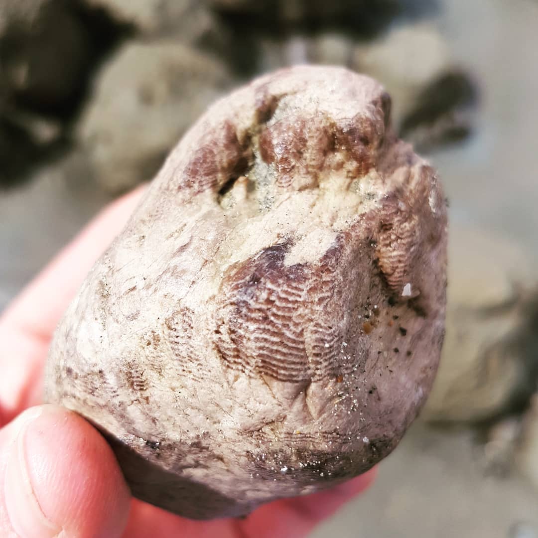 Second keeper for today at Motunua, this very pretty piece of petrified wood. The detail in the growth rings are amazing!

           