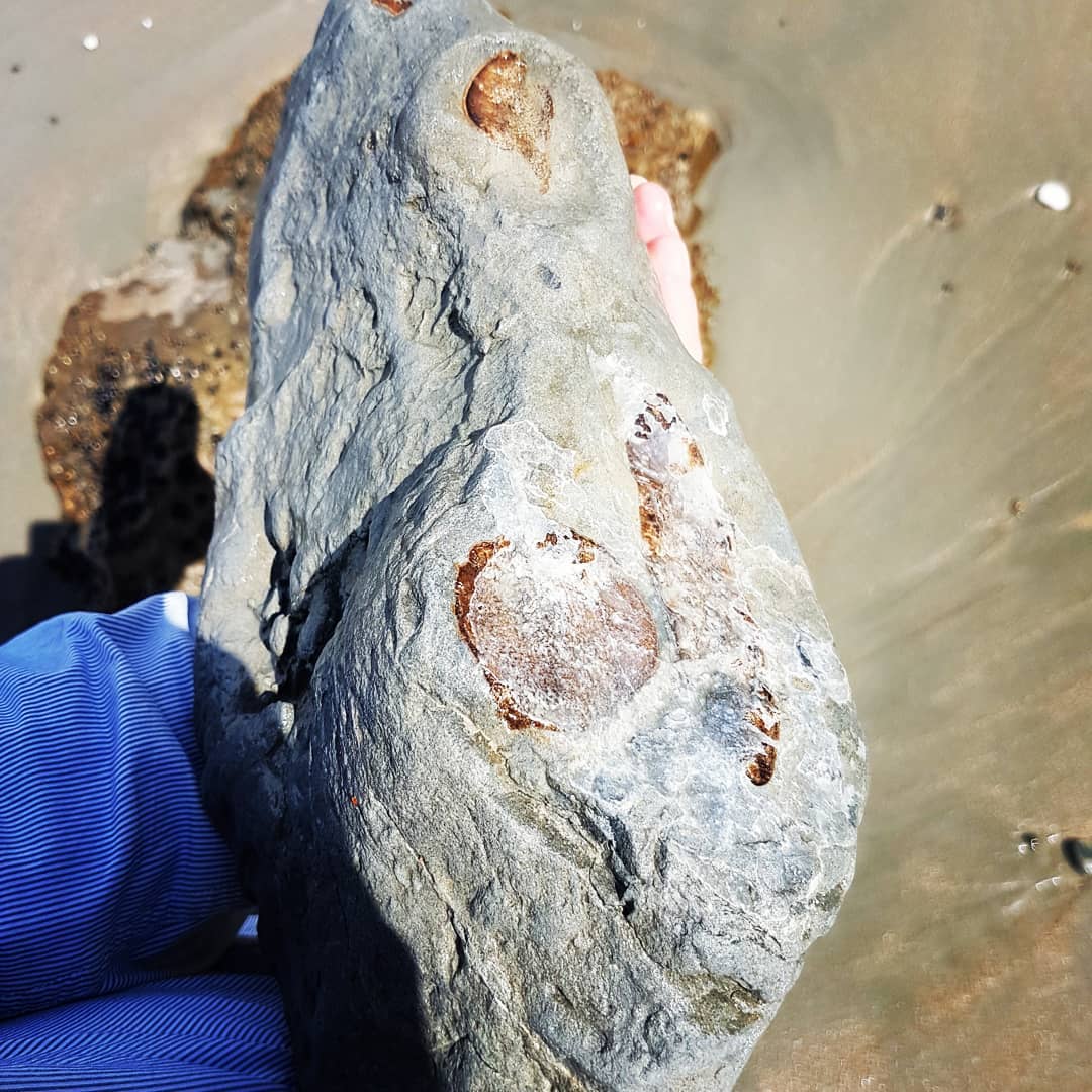 I found a nice section of bone today near Motunua 🤩 Looks to be some ribs and perhaps a vertebrae. Going to guess a cetacean of some type.

         