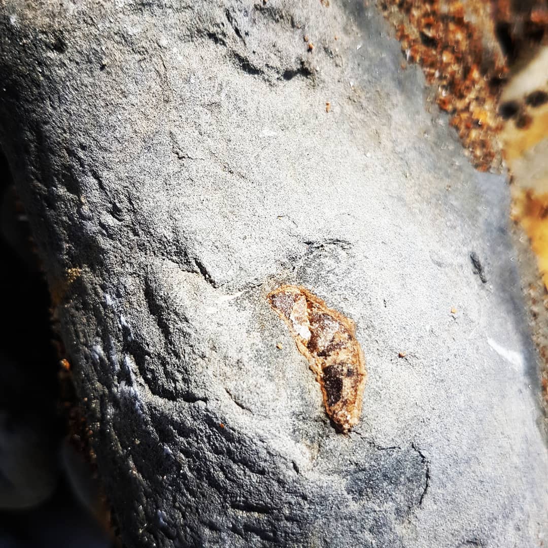 I found a nice section of bone today near Motunua 🤩 Looks to be some ribs and perhaps a vertebrae. Going to guess a cetacean of some type.

         