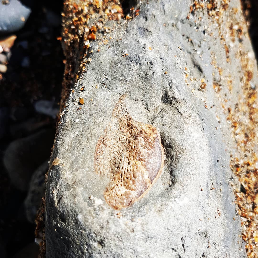 I found a nice section of bone today near Motunua 🤩 Looks to be some ribs and perhaps a vertebrae. Going to guess a cetacean of some type.

         