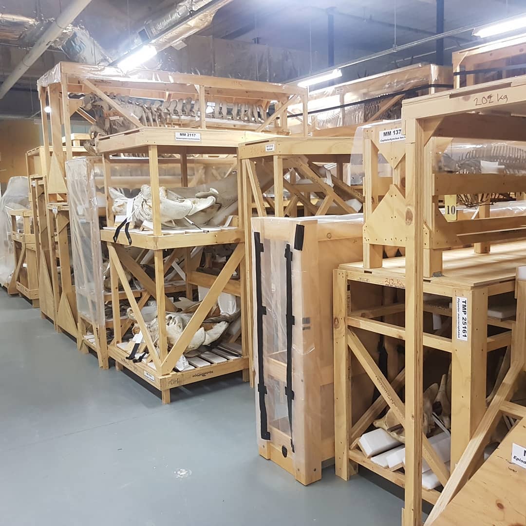 I spent a amazing morning at @te_papa and even got to see where some of my fossils now live. You might recognize the fossil whale skull on the red trolley 😀

It was so educational seeing complete dolphin and whale skulls to try better and visualize the bones I find. Usually you can only see part of the bone sticking out of a concretion so it's really hard to imagine where it fits in the animal.

         