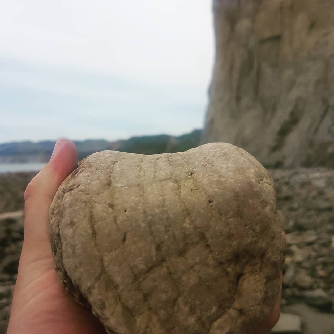 Found some unexpected petrified wood while looking for more of the whale skeleton 😁 I haven't found wood before at Motunua. It looks different from the petrified wood I find in the Ashley river further south.

          