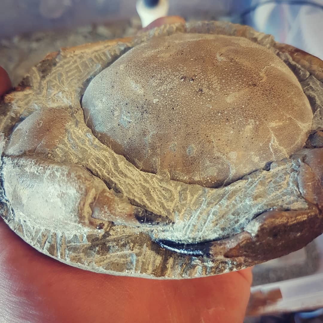 Swipe to see what was in this concretion 😁

           