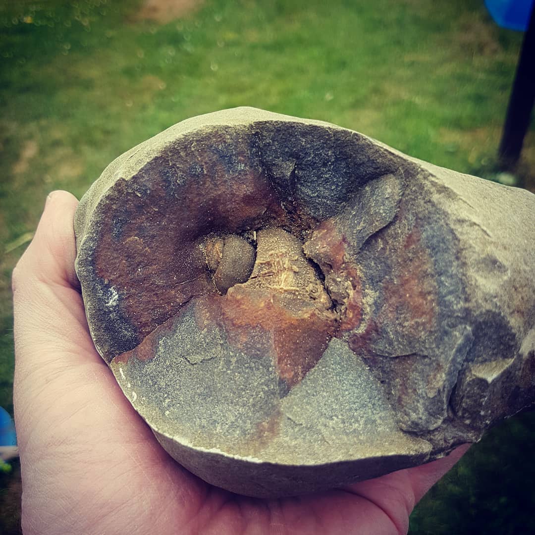 Amazing gastropod inside a concretion I found this morning. Had a very productive morning 😁 
          