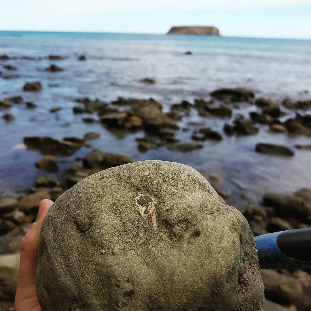 Found a concretion with a claw sticking out 😁 hope the rest of the crab is inside there, going to have to do a bit prepping to see. 
          