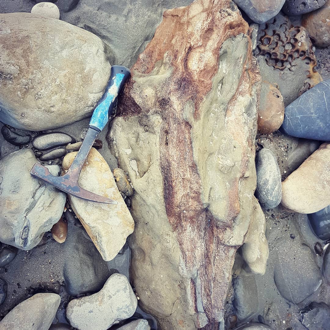 Found an enormous piece of whale bone today, almost reminds me of a skull! This was near Motunua beach. Anyone have any idea of what it could be?

          