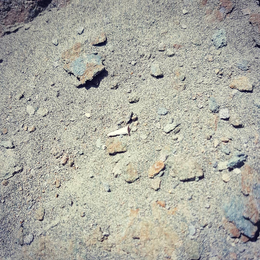 A teeny tiny shark tooth I found this afternoon in a 60myo deposit. I don't often find shark teeth so I am really happy with this beauty! 😍

          