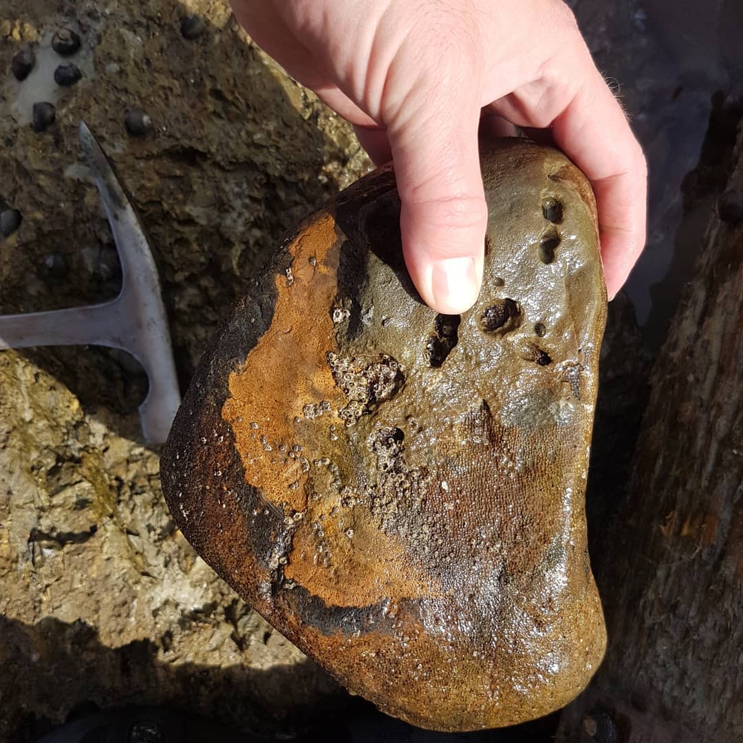 Chunky whale vertebrae I found in a tidal pool today, looks to be my biggest so far 🐳 It's from a late Miocene area where I've found quite a few cetacean bits and pieces.

            