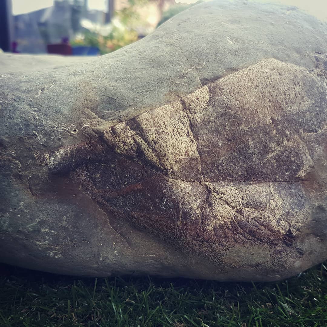 Unknown 45kg (100lb) cetacean bone concretion I just had to carry back from the Miocene cliffs 😁 
Going to have to do some serious prep work on it to start figuring put if there is anything identifiable in there!

             