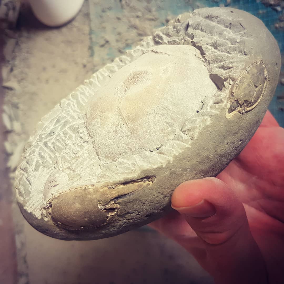 First time in 12 million years that this crab shell has seen light 😁

It's such a great crab to prep!

          