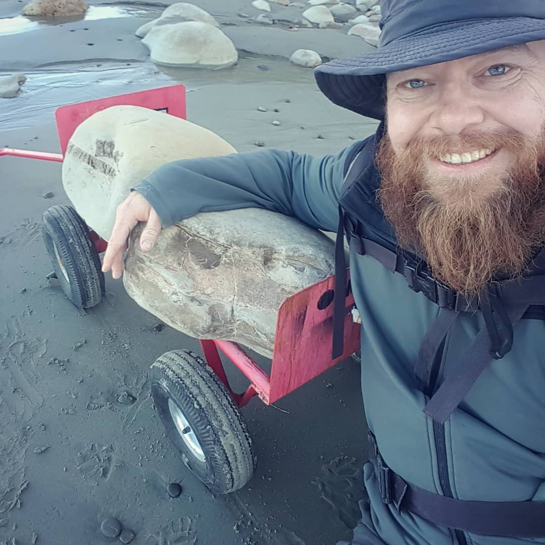 Leg day at the fossil gym today, 120kg (260lbs) of rock retrieved today. A block of whale skull elements including ear bones and one mystery block 🤔

Good thing I strengthened the little red wagon 😂

       