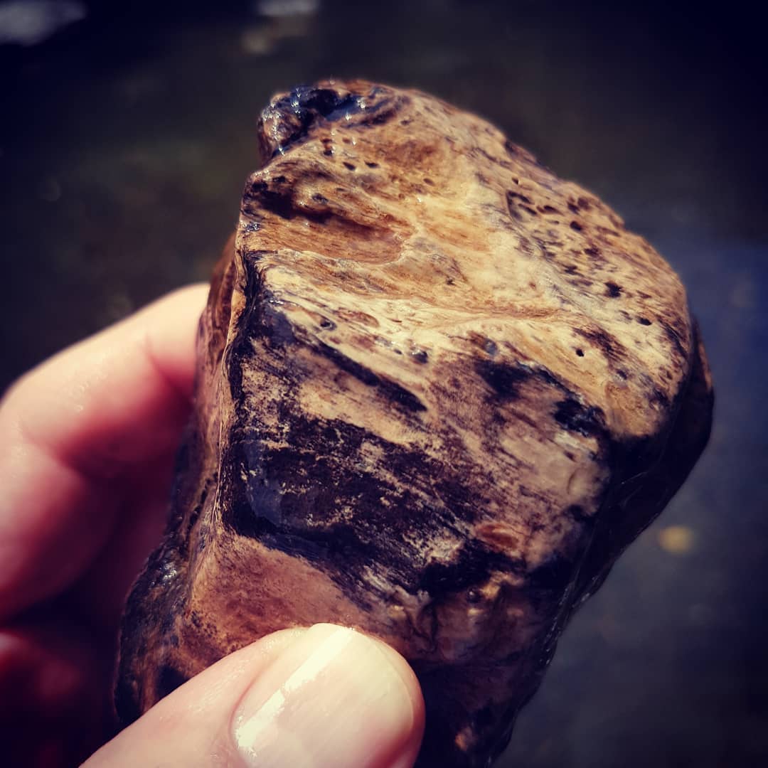 Petrified wood fresh from the river 😁 amazing detail and such heavily agatised sections.

       