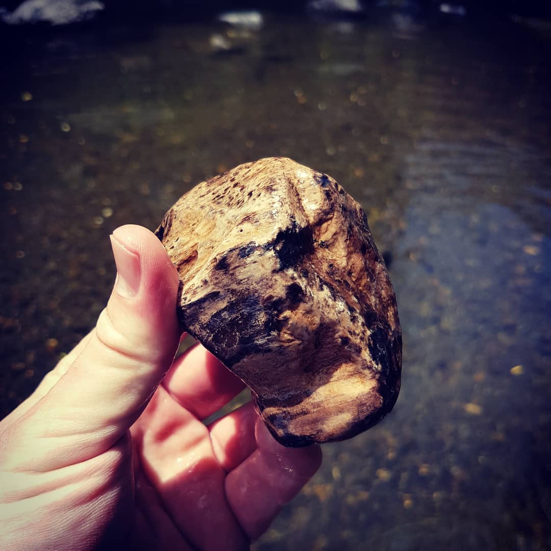 Petrified wood fresh from the river 😁 amazing detail and such heavily agatised sections.

       