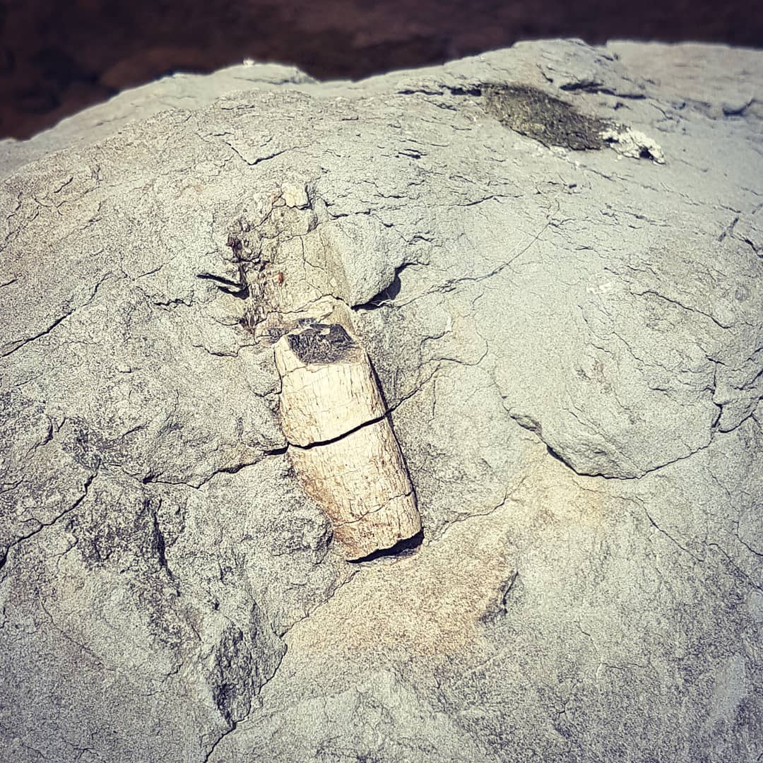 Some cretaceous era bone protruding from a large rock. I'm going to guess it's from a large marine reptile. Probably a plesiosaur or mosasaur.

Its beautifully preserved!

         