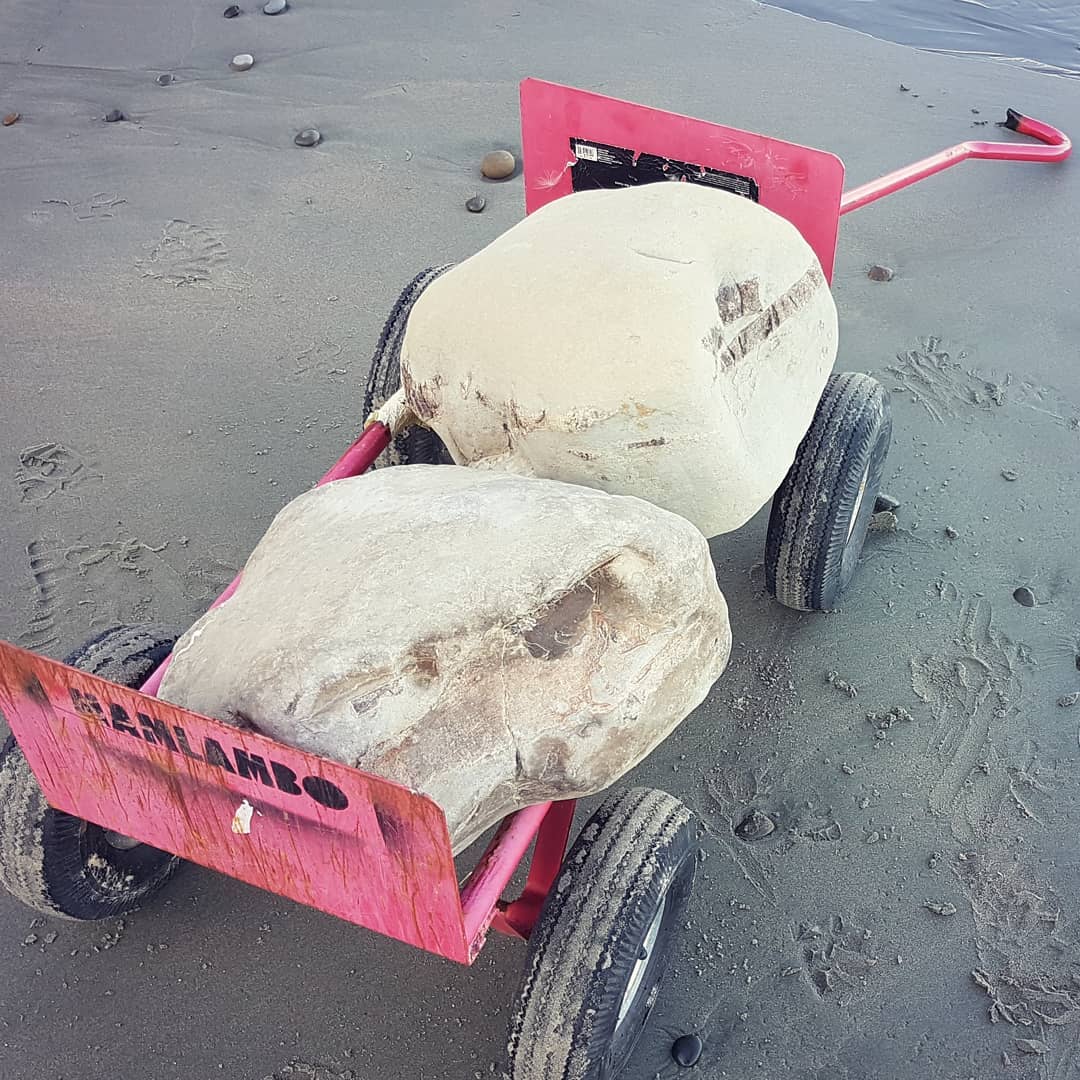 Leg day at the fossil gym today, 120kg (260lbs) of rock retrieved today. A block of whale skull elements including ear bones and one mystery block 🤔

Good thing I strengthened the little red wagon 😂

       