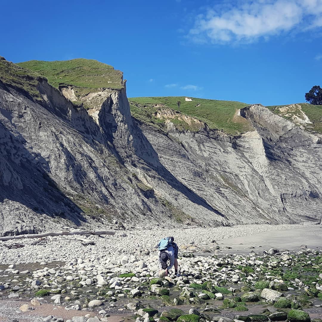 Hunting for those Miocene fossils. Got to be something good down here 😁 It was a stunner of a day here in Middle Earth. Found a great crab not long after this pic was taken.

Thanks @hdsoftail96 for the photo.

        