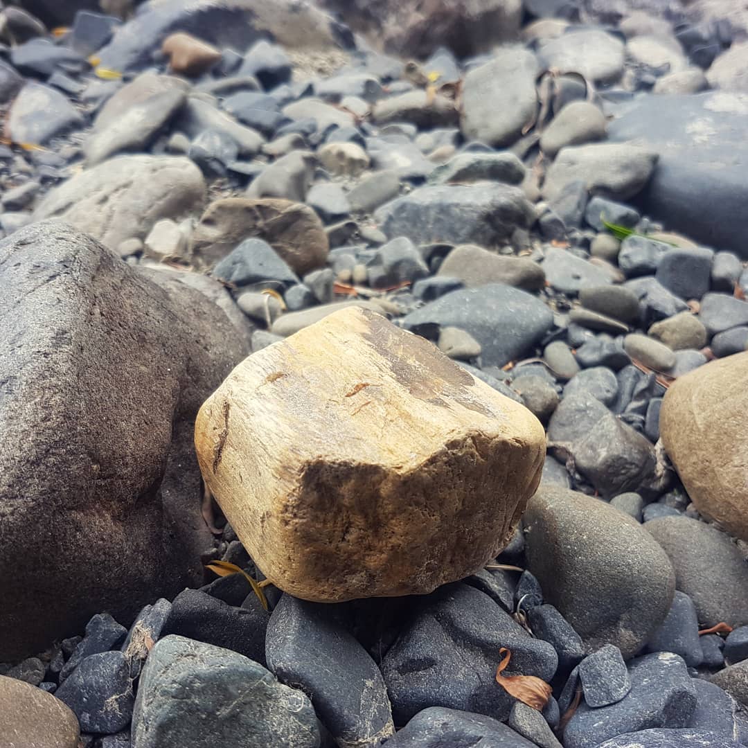 Some beautiful petrified wood I found today in North Canterbury. Its has some really good agatised bits and a beautiful yellow color.

      