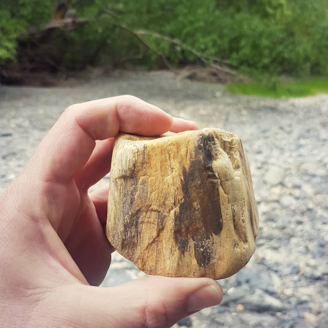 Some beautiful petrified wood I found today in North Canterbury. Its has some really good agatised bits and a beautiful yellow color.

      